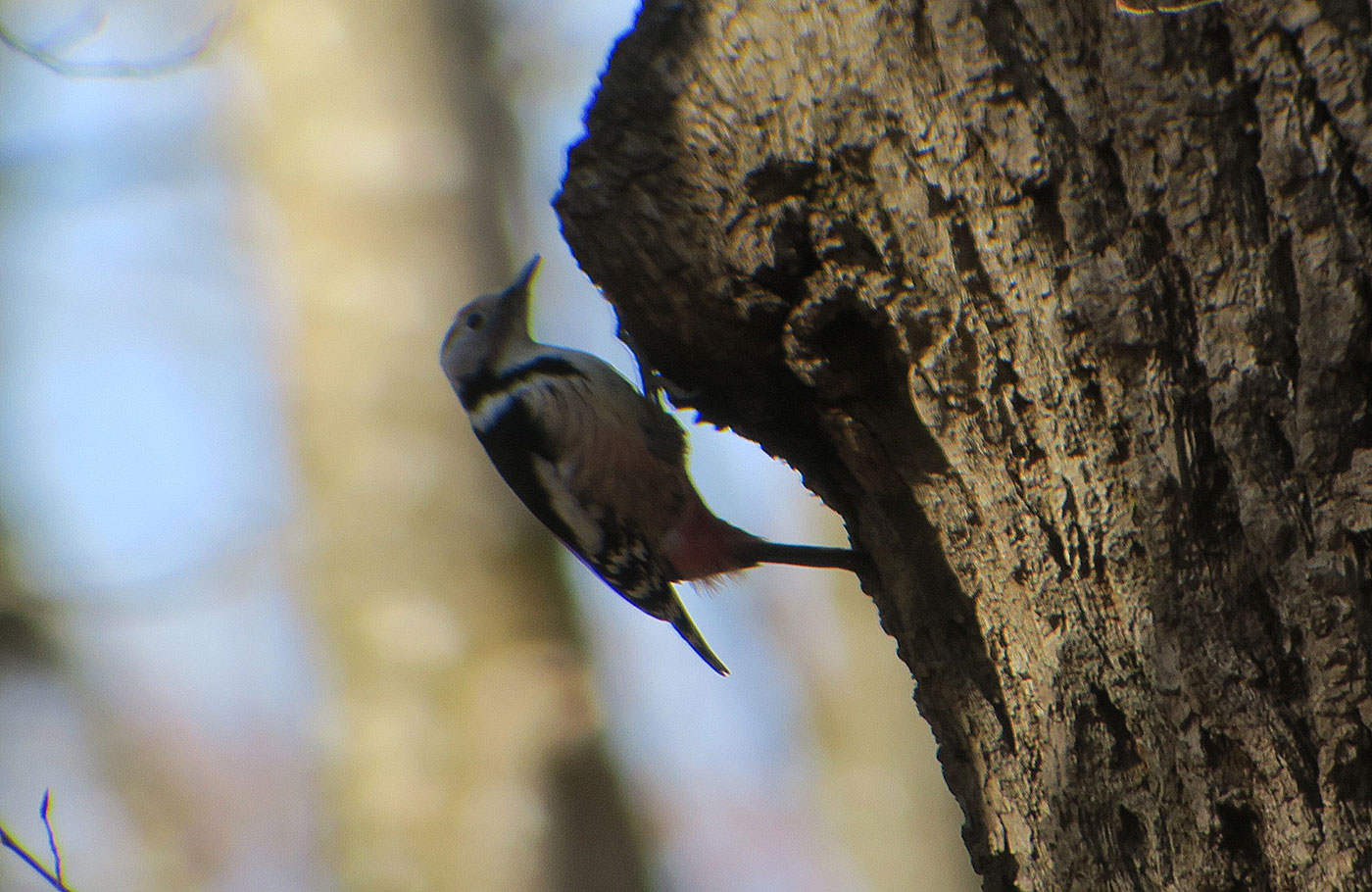 05_mittelspecht_middle-spotted-woodpecker_ammersee_2019-02-23_7122