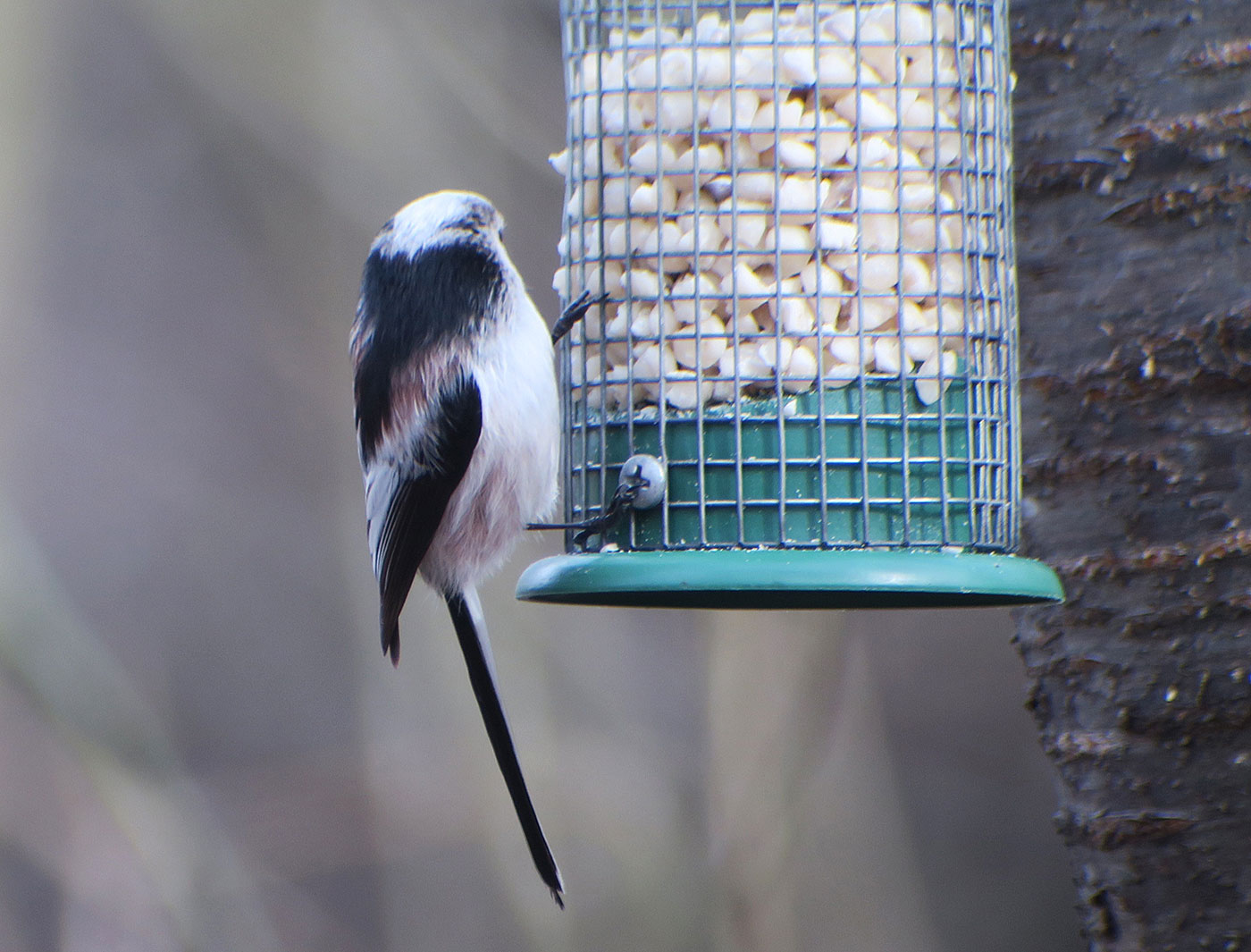 05_schwanzmeise_long-tailed-tit_perlacher-forst_2019-03-03_7423