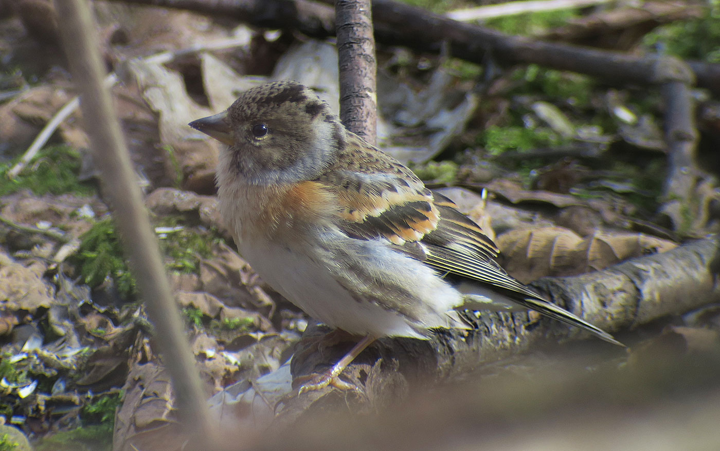 06_bergfink_brambling_perlacher-forst_2019-03-03_7382