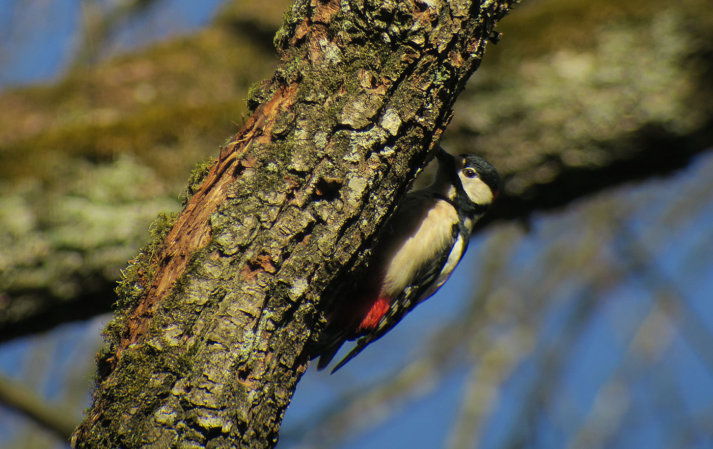 06_buntspecht_great-spotted-woodpecker_ammersee_2019-02-23_7129