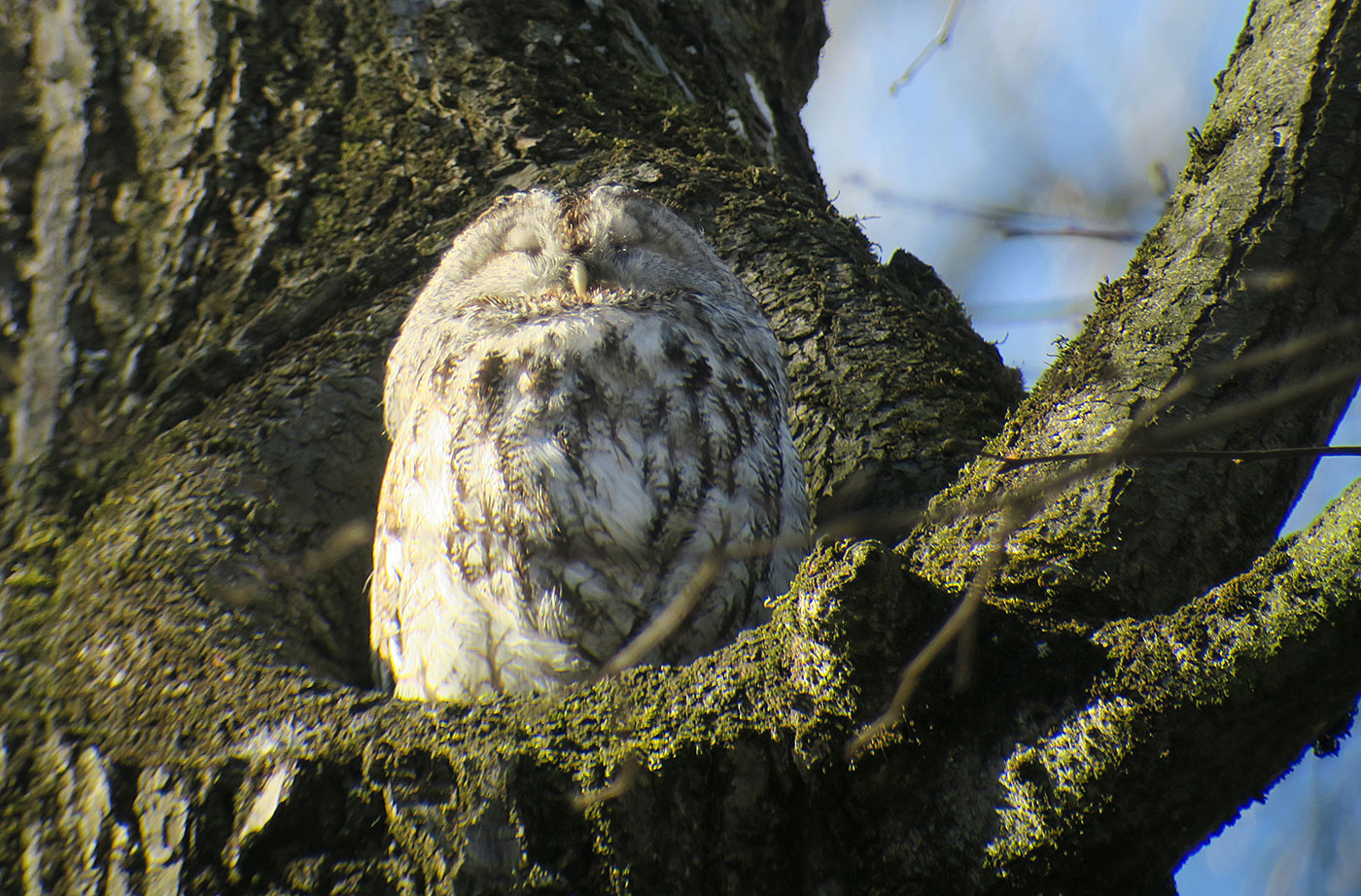 06_waldkauz_tawny-owl_engl-garten_2019-03-17_7835