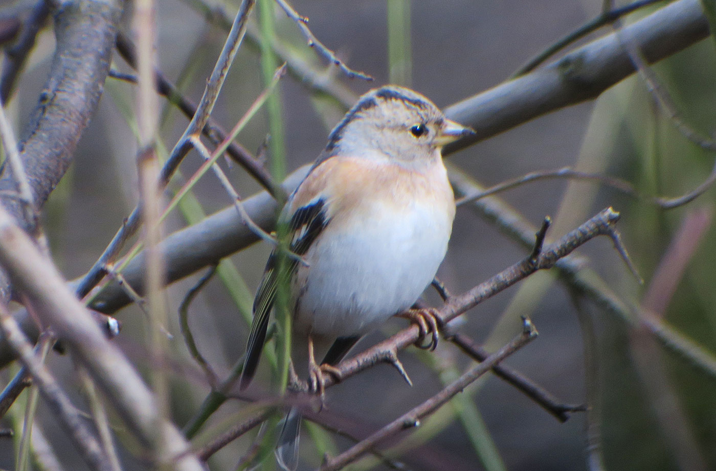 07_bergfink_brambling_perlacher-forst_2019-03-03_7427