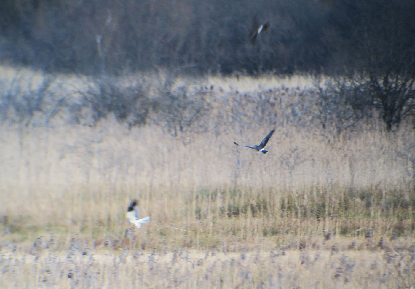 07_kornweihe_northern-harrier_ampermoos_2019-02-23_7235