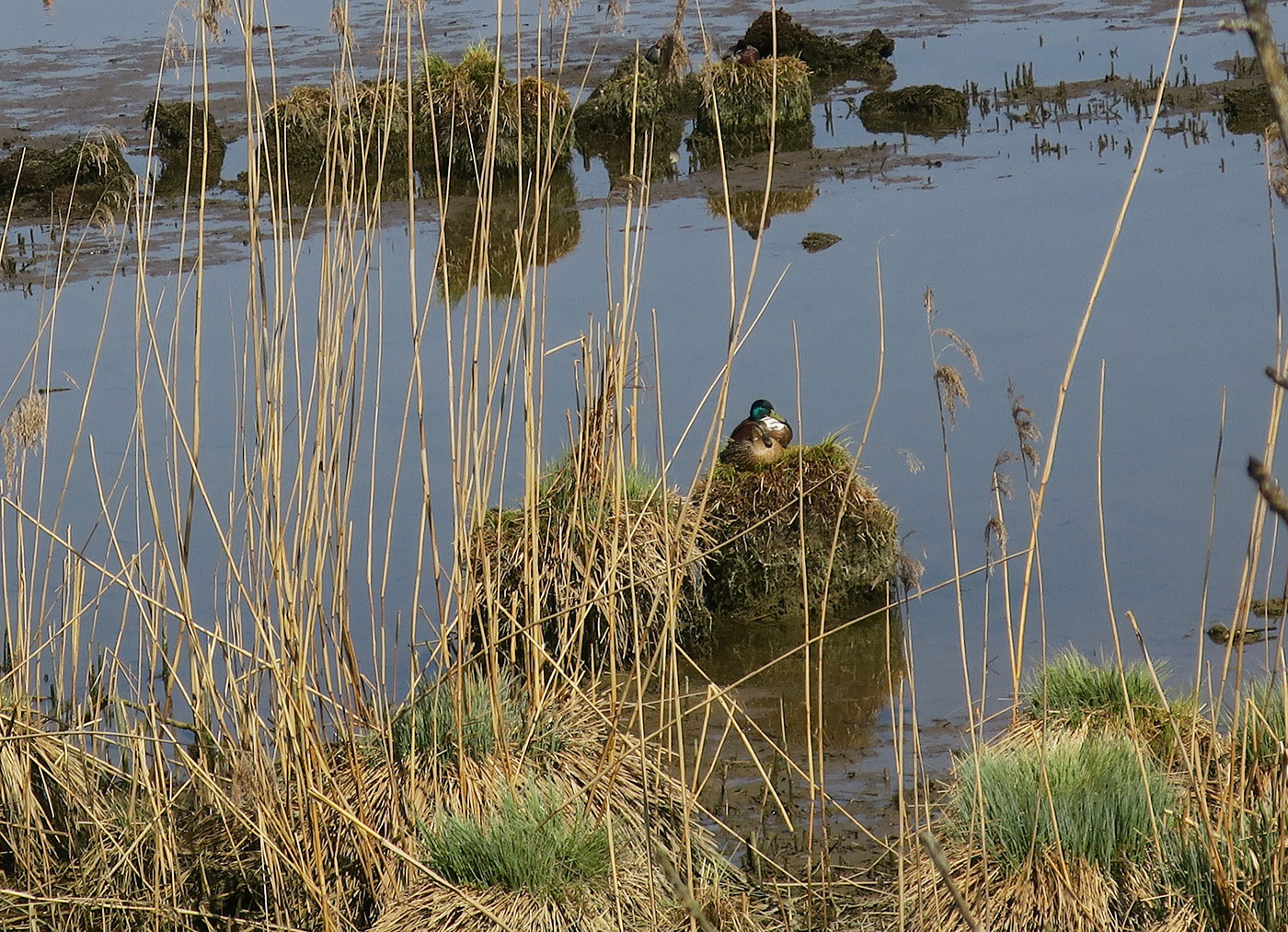 07_stockente_mallard_echinger_stausee_2019-03-31_8484
