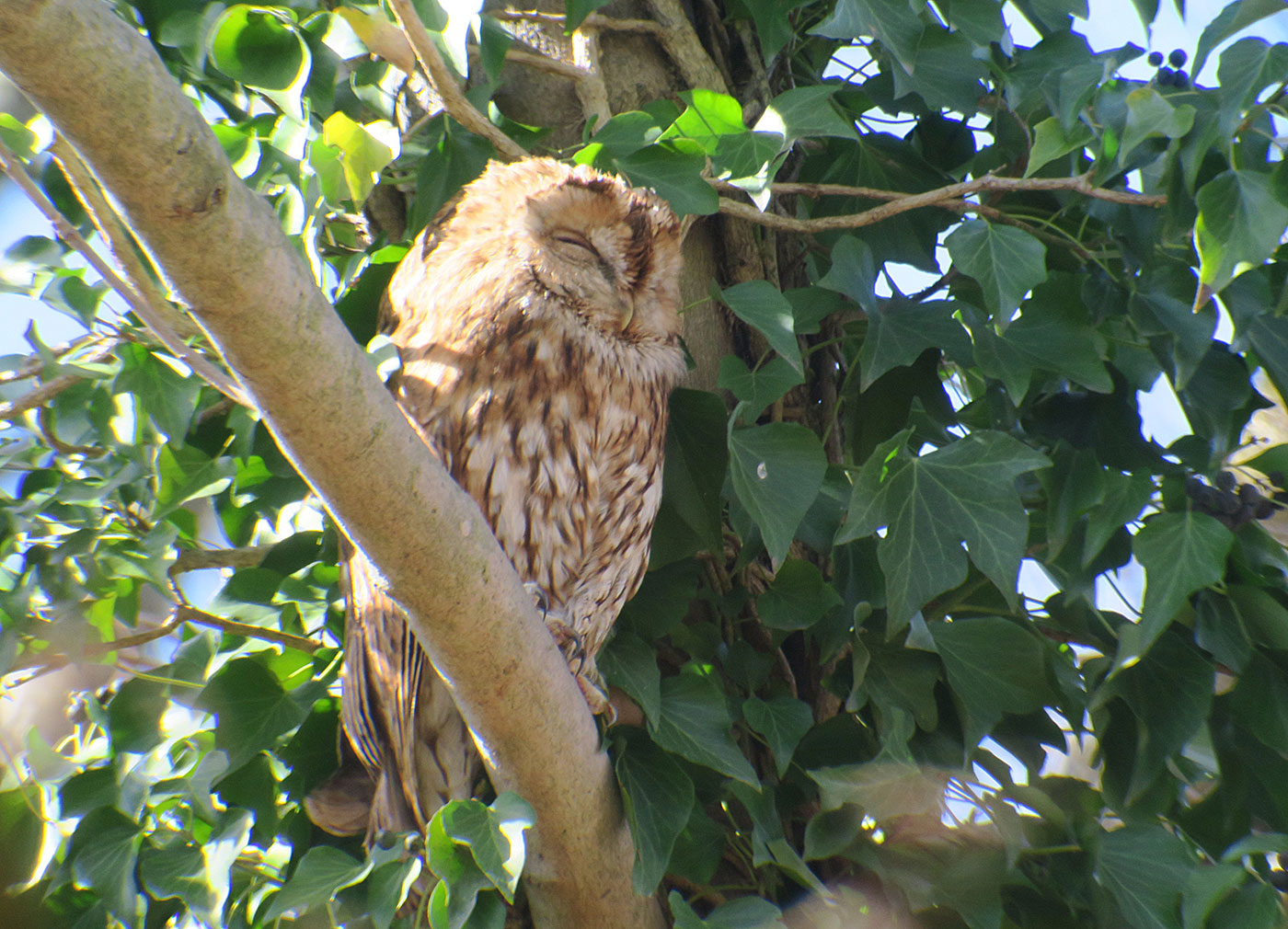 07_waldkauz_tawny-owl_engl-garten_2019-03-17_7731