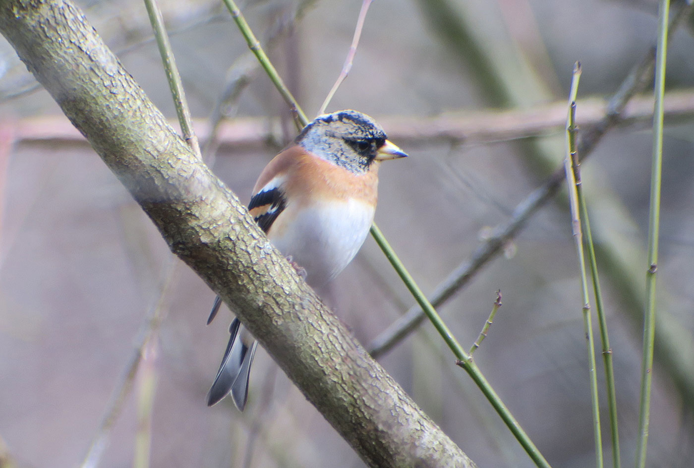 08_bergfink_brambling_perlacher-forst_2019-03-03_7403