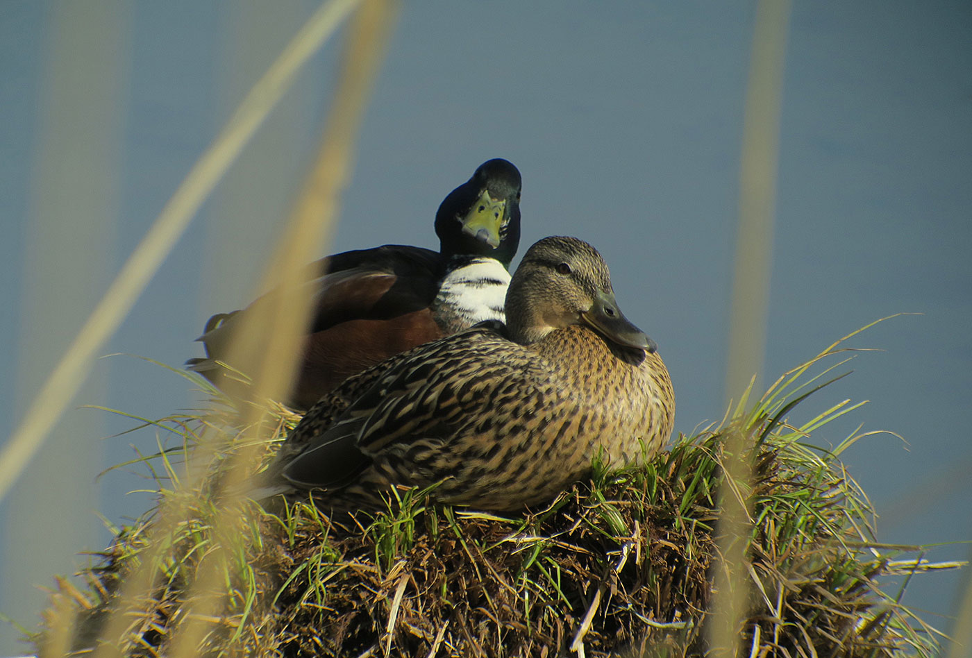08_stockente_mallard_echinger_stausee_2019-03-31_8407