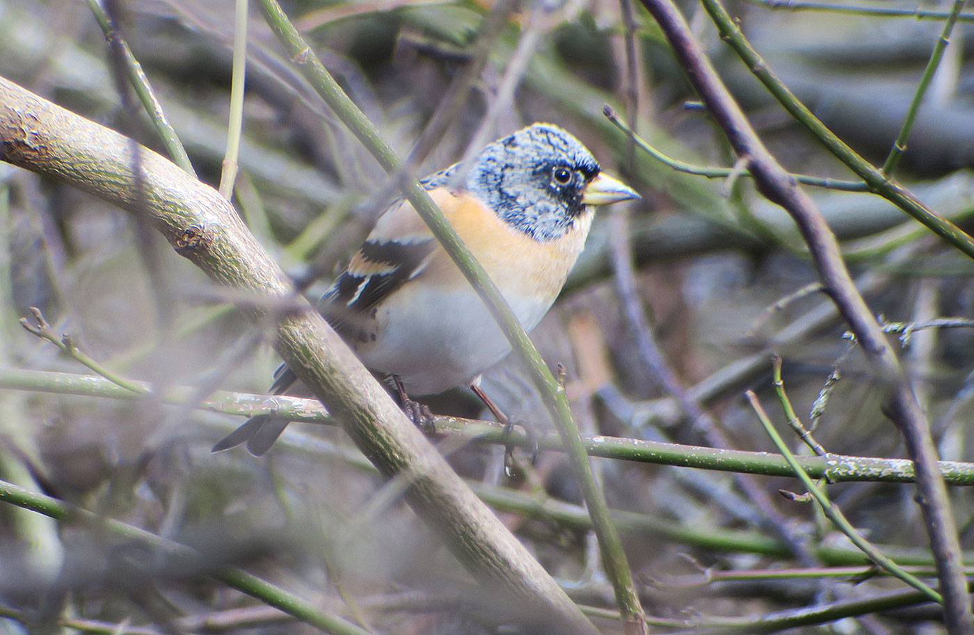 09_bergfink_brambling_perlacher-forst_2019-03-03_7412