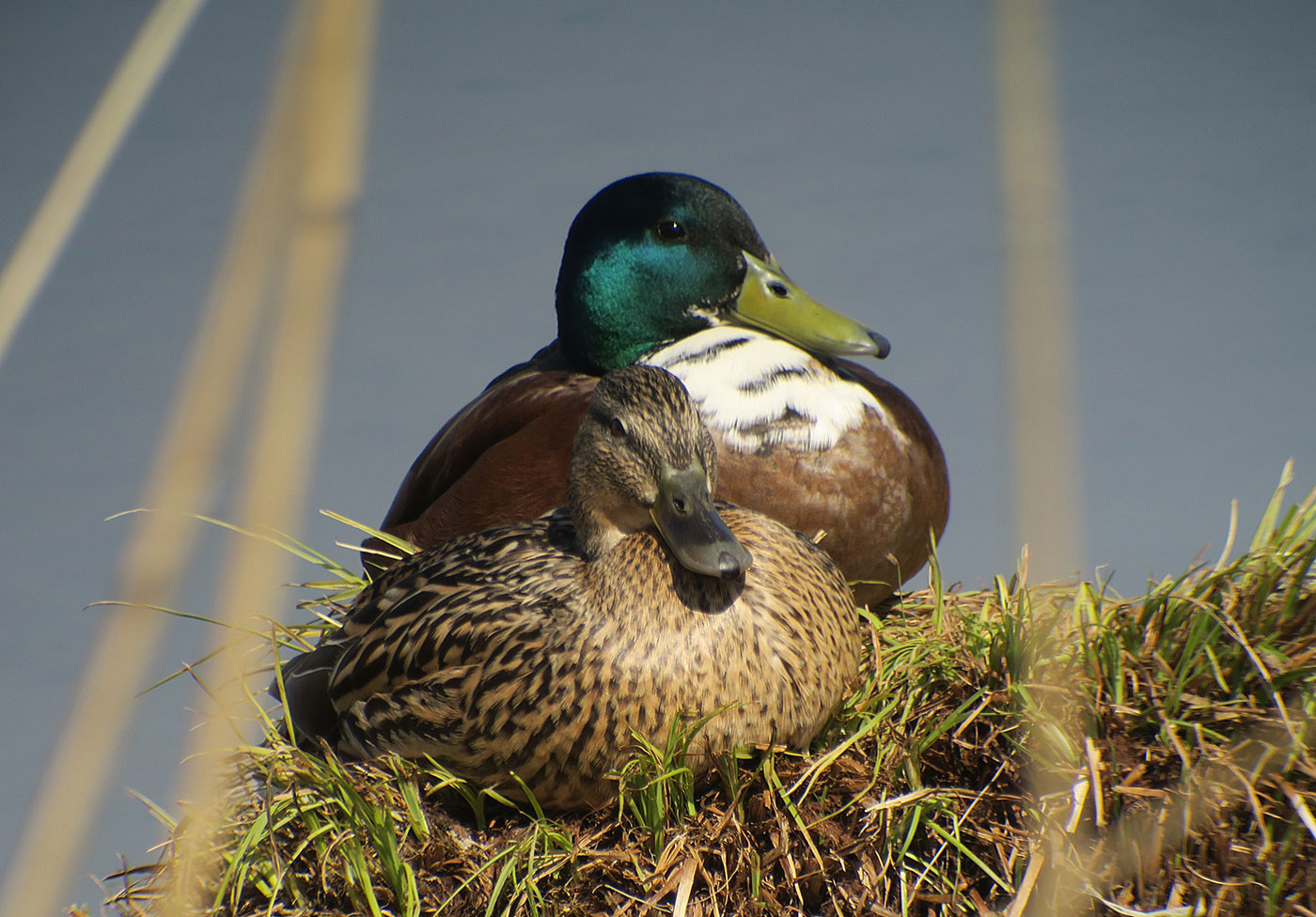 09_stockente_mallard_echinger_stausee_2019-03-31_8480