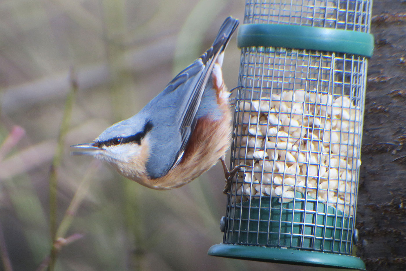 10_kleiber_eurasian-nuthatch_perlacher-forst_2019-03-03_7467