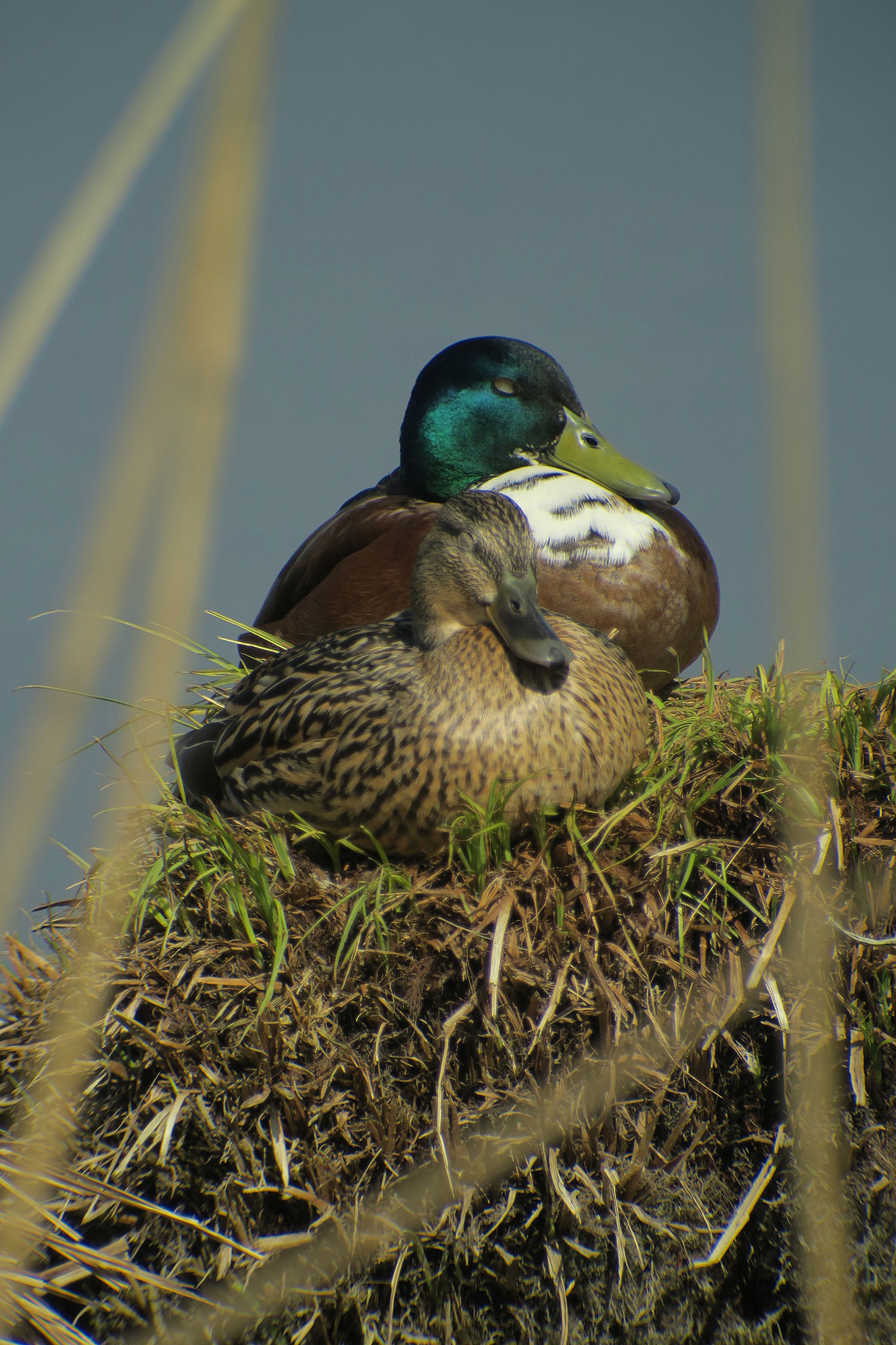 10_stockente_mallard_echinger_stausee_2019-03-31_8482