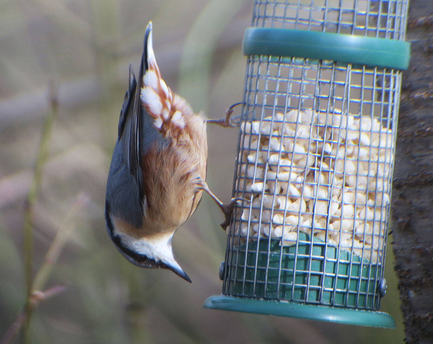 11_kleiber_eurasian-nuthatch_perlacher-forst_2019-03-03_7466