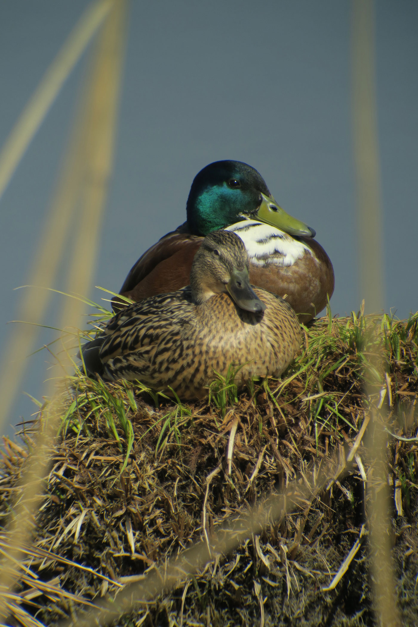 11_stockente_mallard_echinger_stausee_2019-03-31_8483