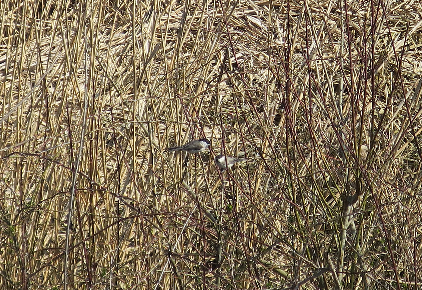 13_sumpfmeise_marsh-tit_echinger_stausee_2019-03-31_8435