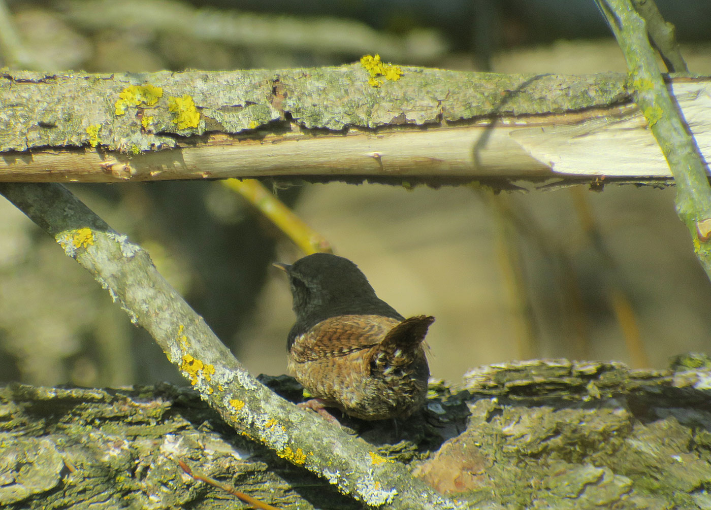 16_zaunkoenig_eurasian-wren_echinger_stausee_2019-03-31_8454