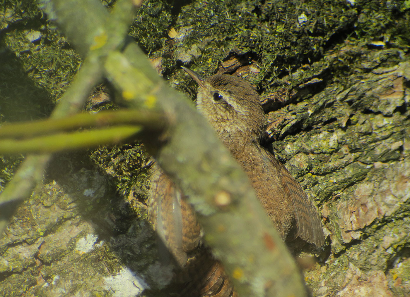 17_zaunkoenig_eurasian-wren_echinger_stausee_2019-03-31_8458