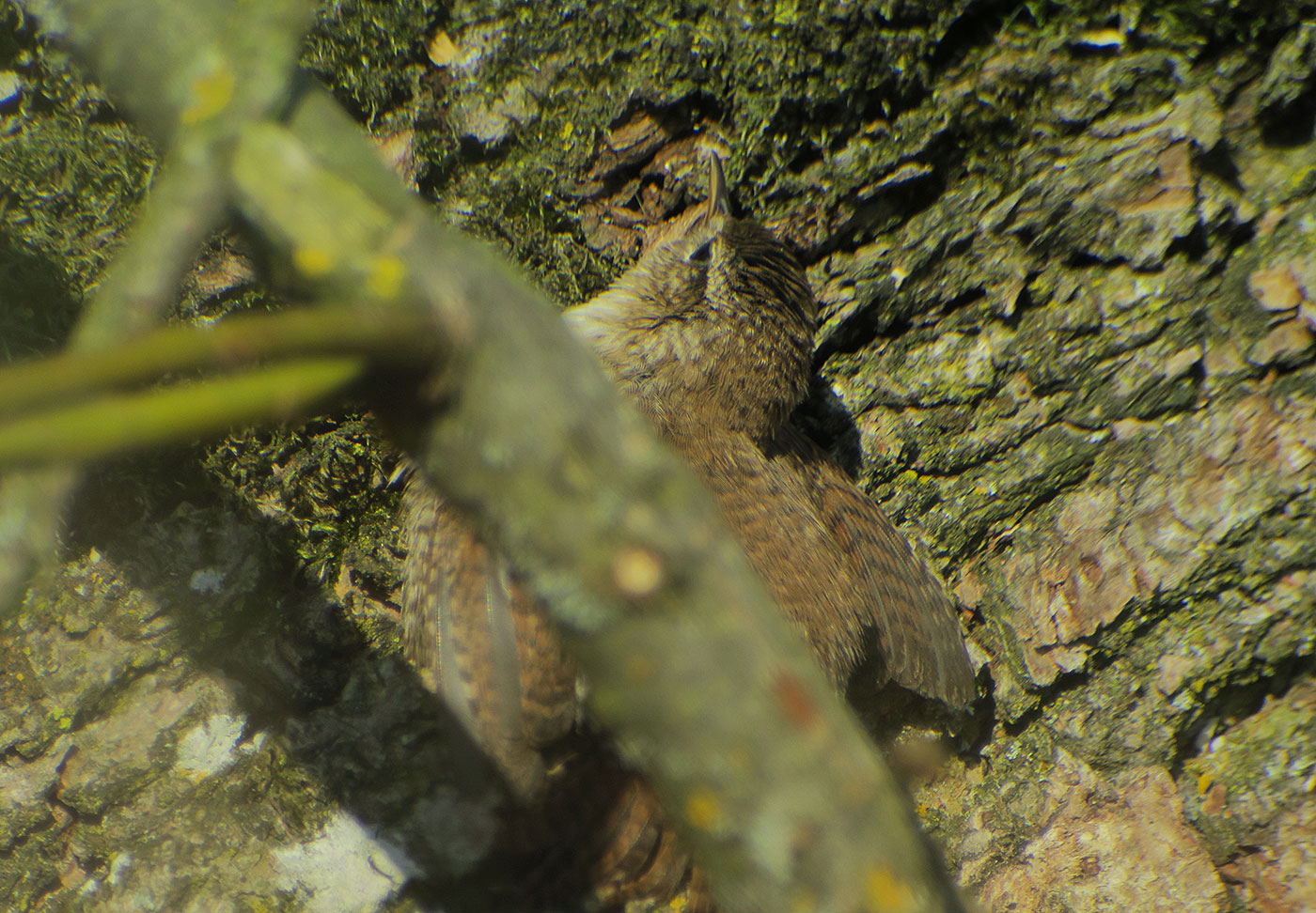 18_zaunkoenig_eurasian-wren_echinger_stausee_2019-03-31_8462