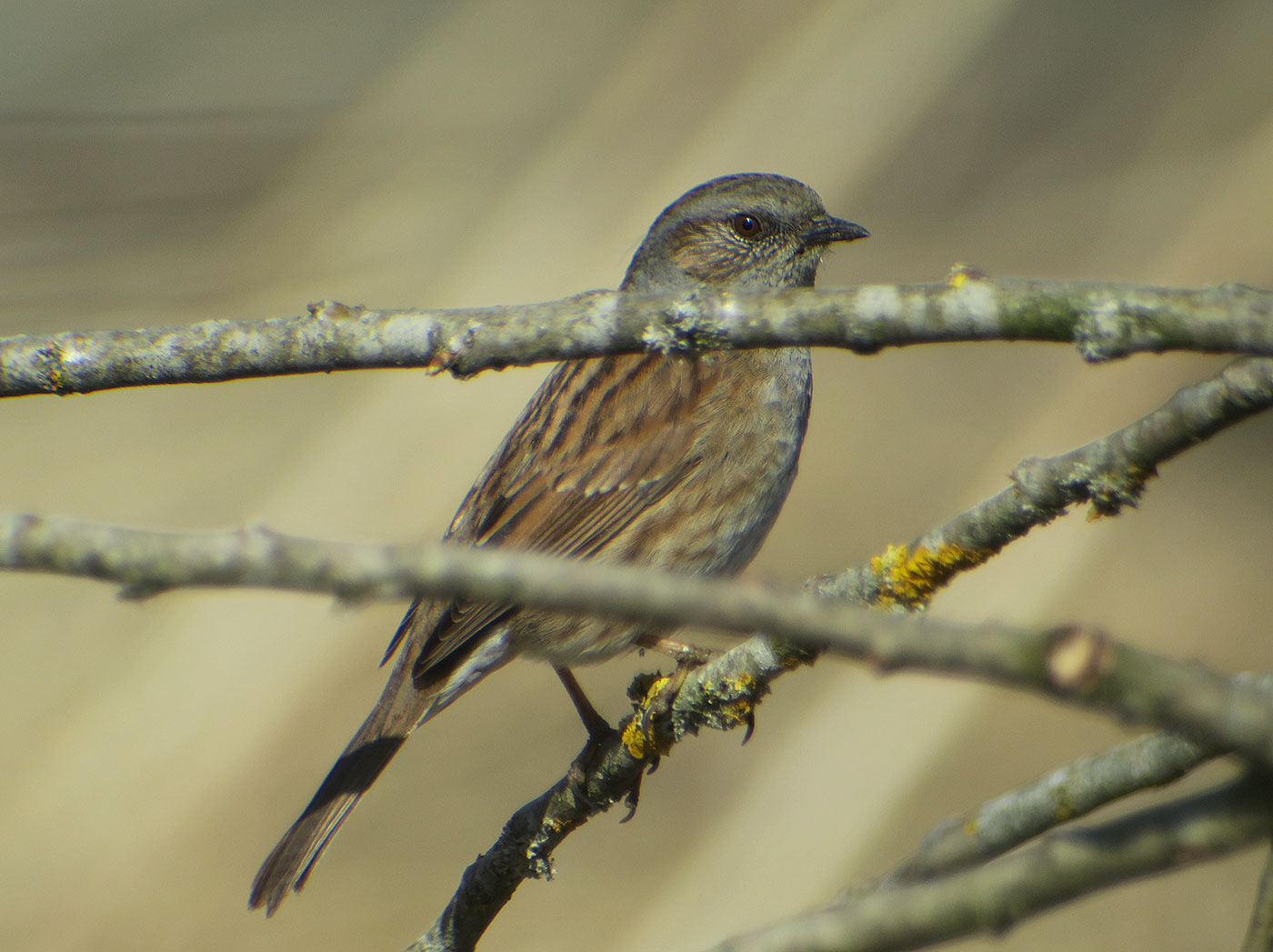 19_heckenbraunelle_dunnock_echinger_stausee_2019-03-31_8472