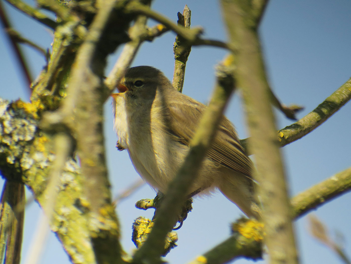 20_zilpzalp_common-chiffchaff_echinger_stausee_2019-03-31_8475