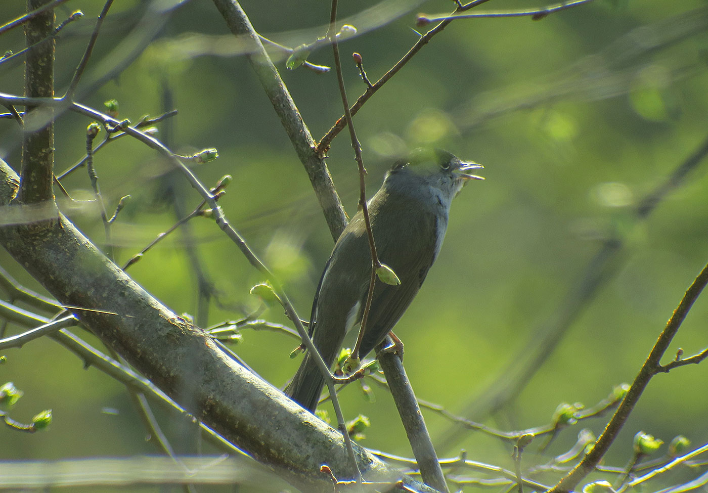 21_moenchsgrasmuecke_eurasian-blackcap_echinger_stausee_2019-03-31_8499