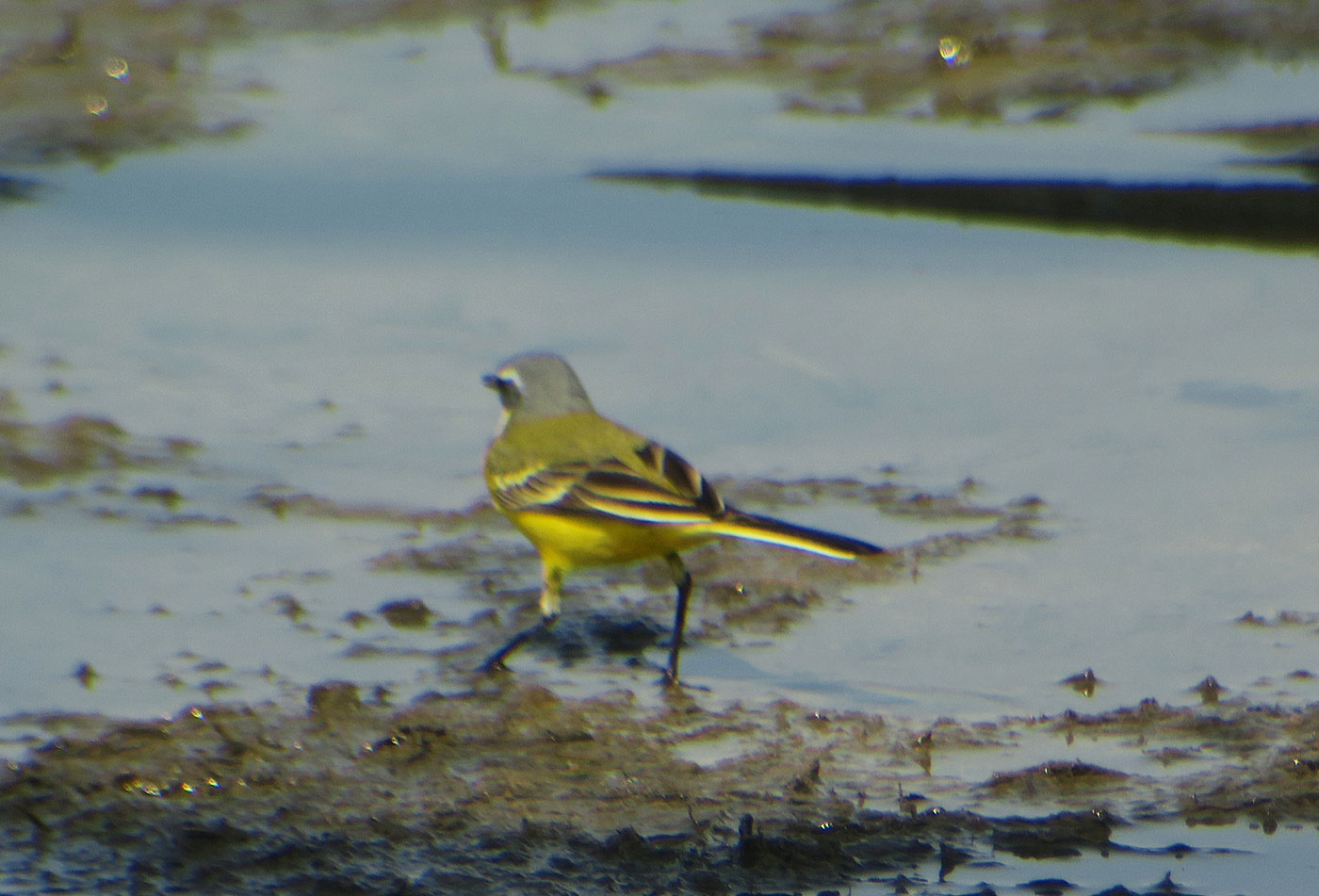 23_wiesenschafstelze_western-yellow-wagtail_echinger_stausee_2019-03-31_8524