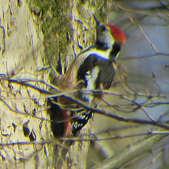 Mittelspecht im Naturschutzgebiet Seeholz am Ammersee