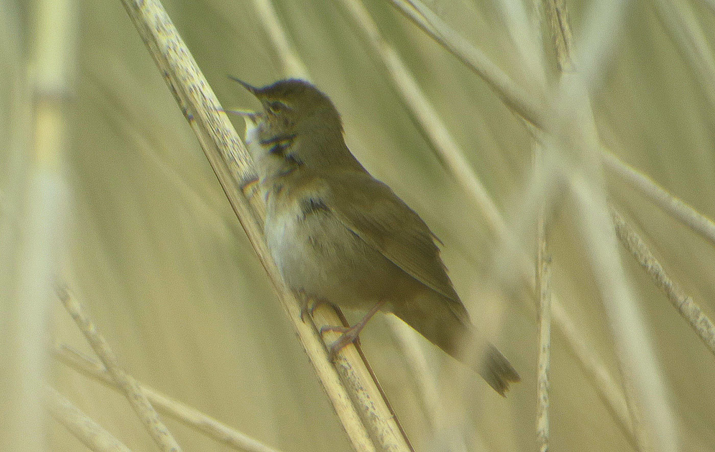 02_rohrschwirl_savi-s-warbler_berglern_2019-04-27_9354