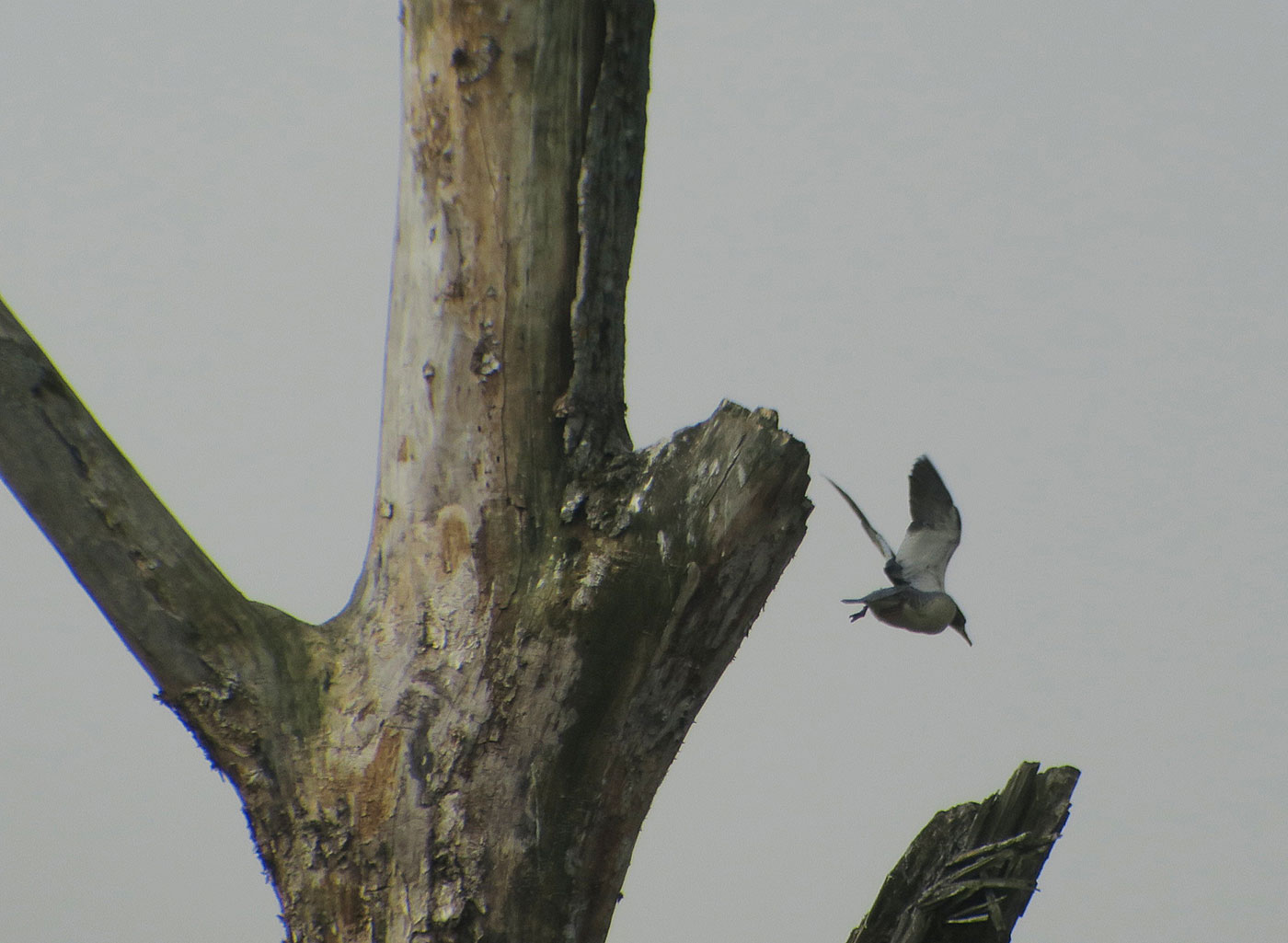 03_gaensesaeger_common-merganser_isarmuendung_2019-04-13_8752