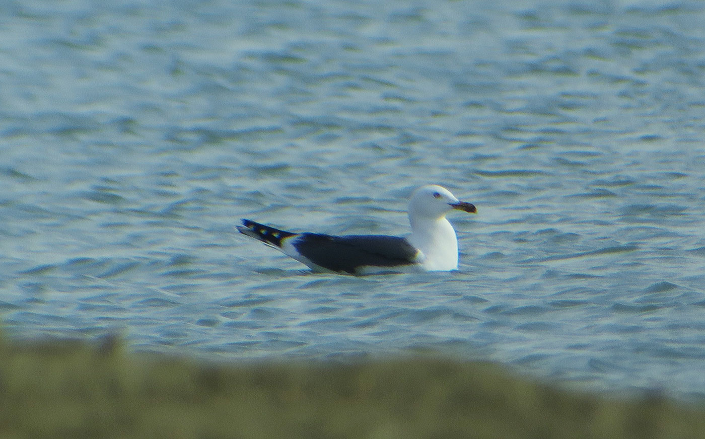 03_heringsmoewe_lesser-black-backed-gull_berglern_2019-04-27_9336