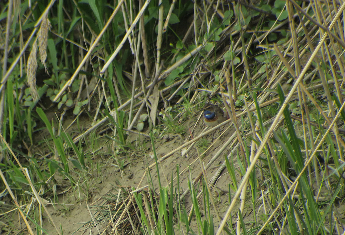 04_blaukehlchen_bluethroat_isarmuendung_2019-04-13_8737