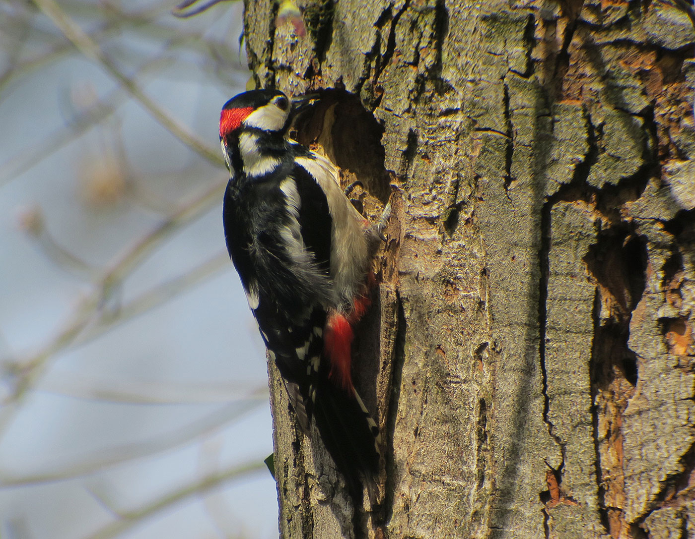 04_buntspecht_great-spotted-woodpecker_ostfriedhof_2019-04-06_8582