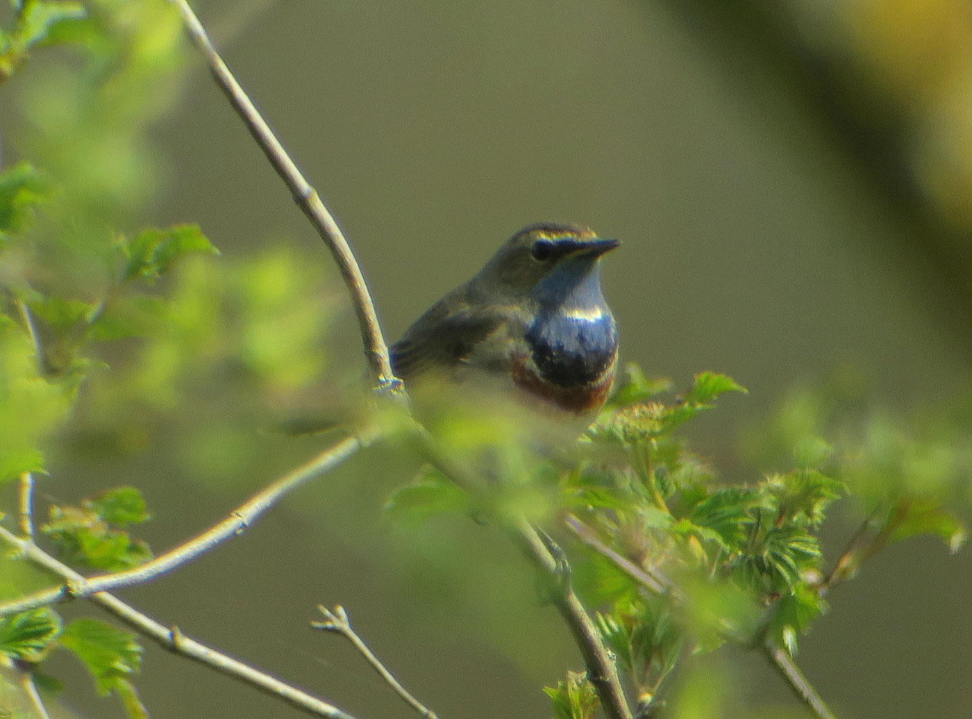 05_blaukehlchen_bluethroat_isarmuendung_2019-04-13_8798