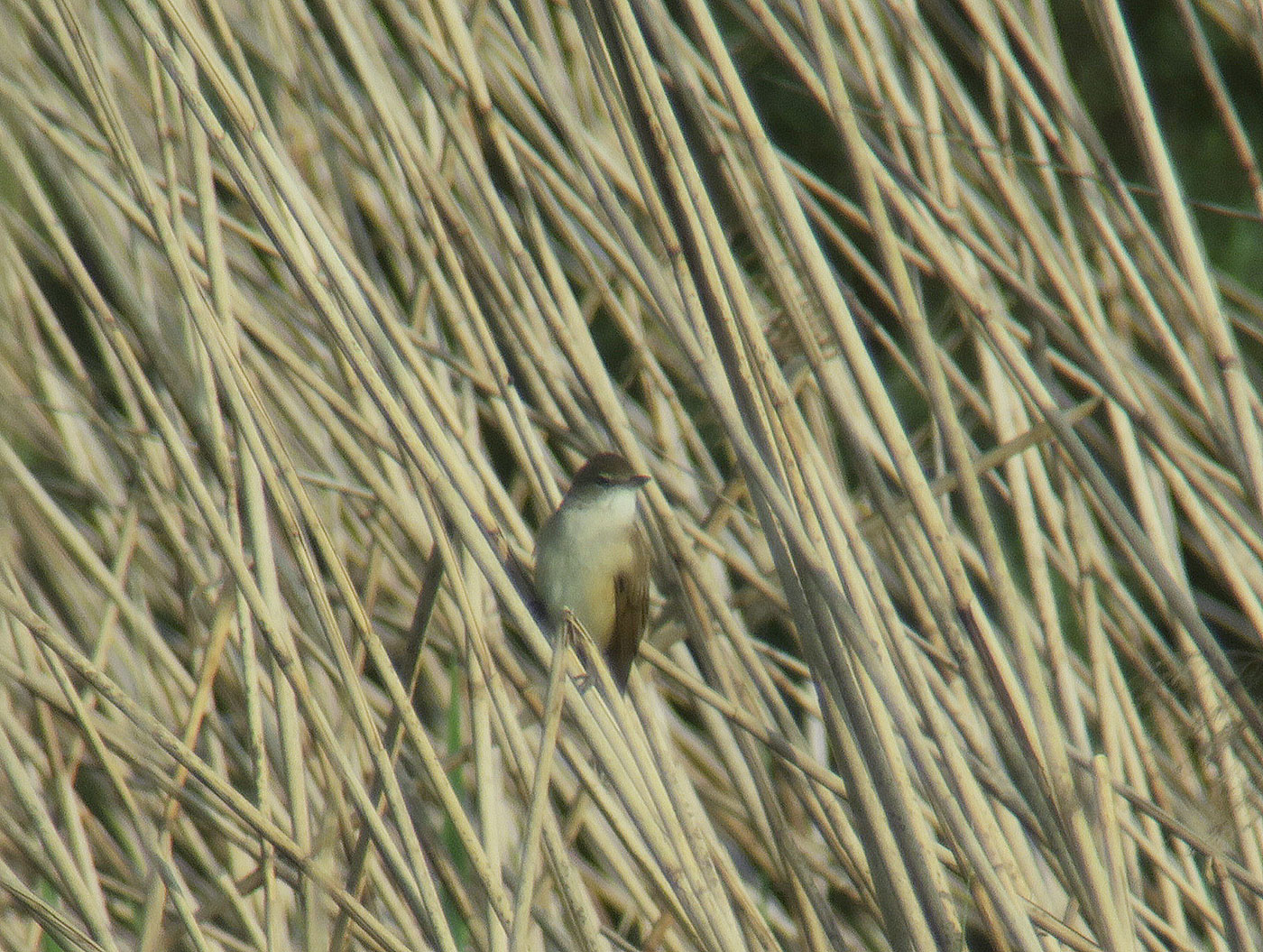 05_drosselrohrsaenger_great-reed-warbler_eittinger-weiher_2019-04-27_9372