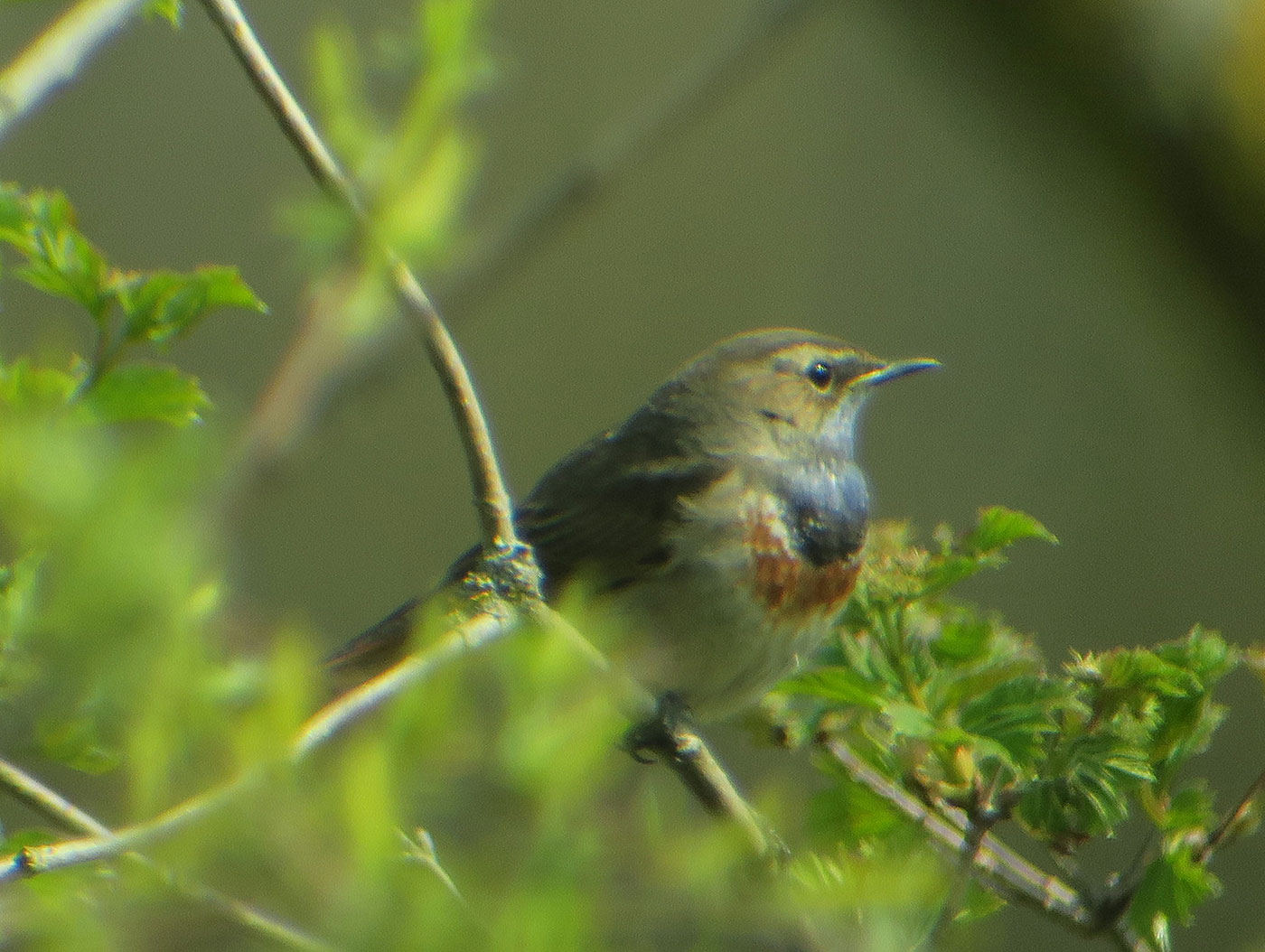 06_blaukehlchen_bluethroat_isarmuendung_2019-04-13_8804