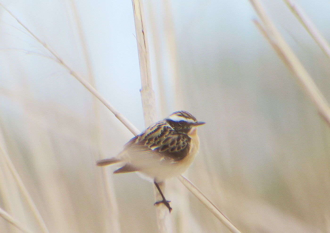 06_braunkehlchen_whinchat_eittinger-weiher_2019-04-27_9396