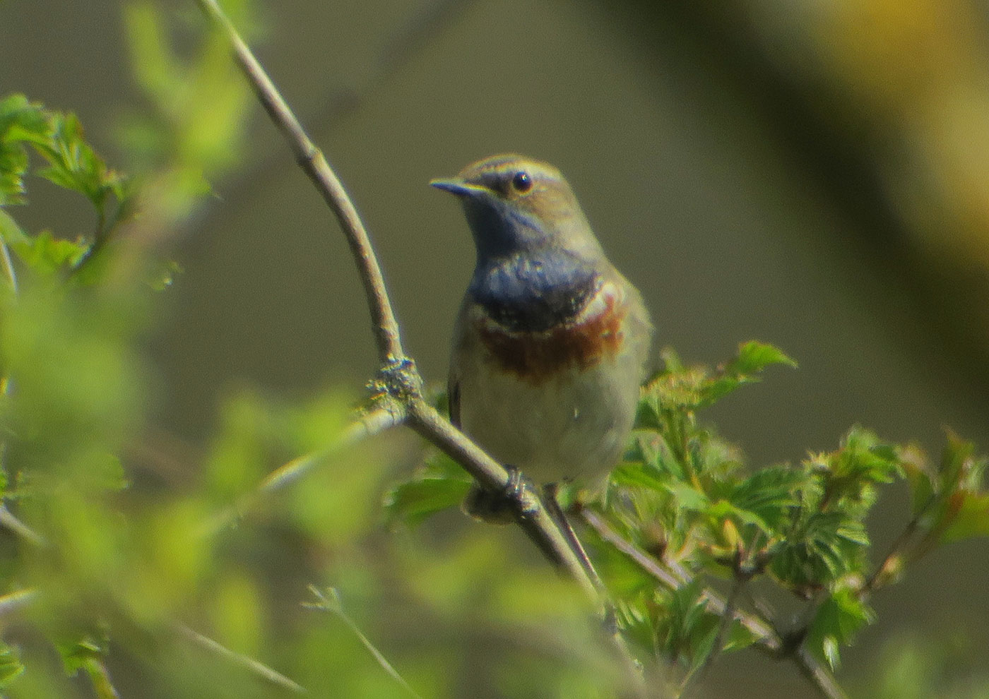 07_blaukehlchen_bluethroat_isarmuendung_2019-04-13_8810