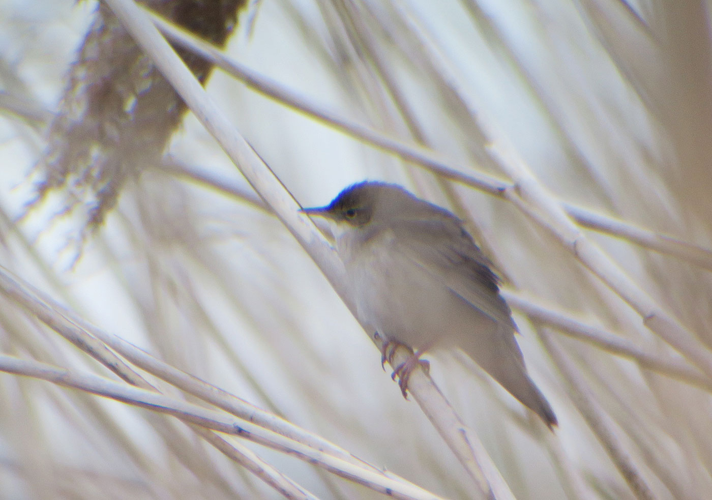 07_rohrschwirl_savi-s-warbler_eittinger-weiher_2019-04-27_9418