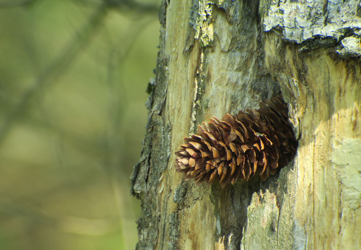 08_spechtschmiede_isarmuendung_2019-04-13_8814