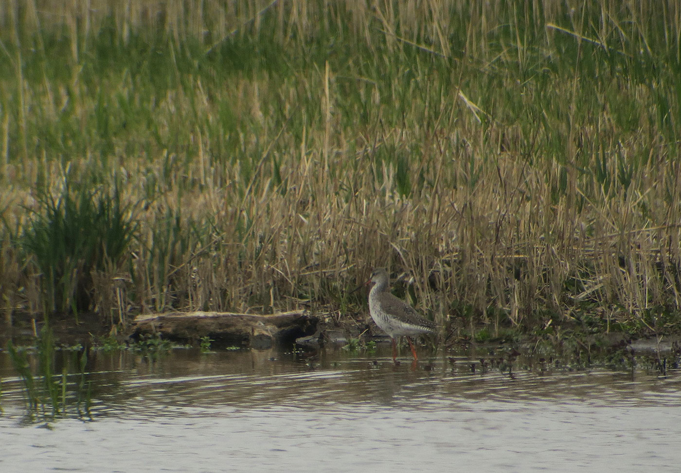 11_dunkler-wasserlaeufer_spotted-redshank_bei_aholfing_2019-04-13_8892