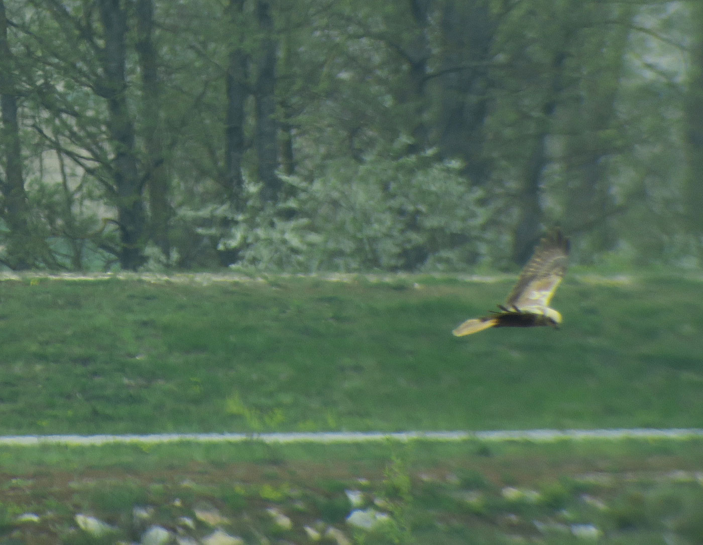 12_rohrweihe_western-marsh-harrier_bei_aholfing_2019-04-13_8868