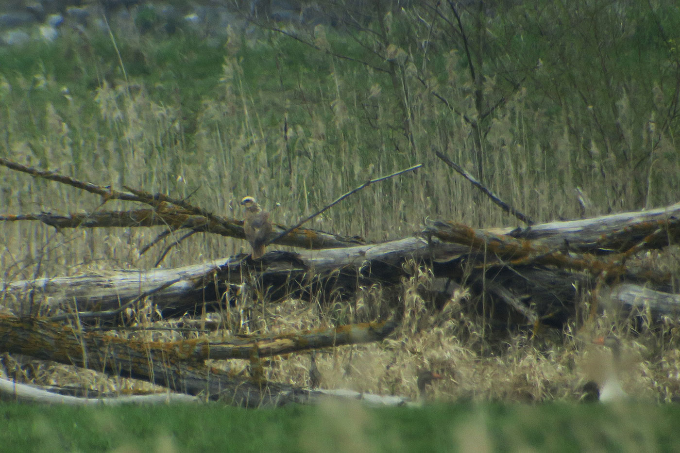 13_rohrweihe_western-marsh-harrier_bei_aholfing_2019-04-13_8872