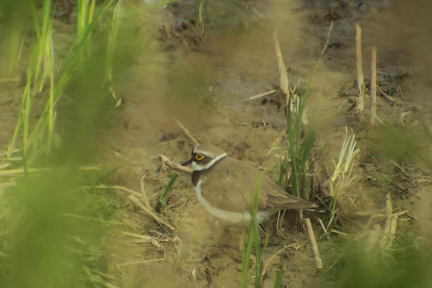 14_flussregenpfeifer_little-ringed-plover_2343donau_bei_aholfing_2019-04-13_8909