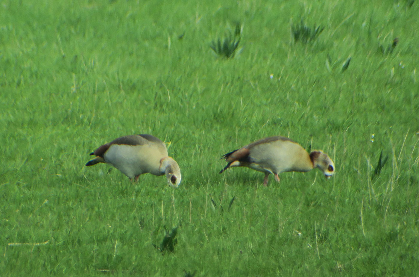 15_nilgans_egyptian-goose_2343donau_bei_aholfing_2019-04-13_8926