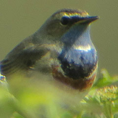 Blaukehlchen an der Isarmündung