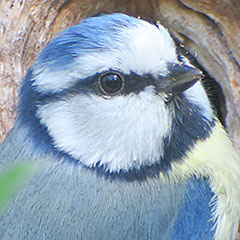 Blaumeise, Stieglitz, Haubentaucher beim Nestbauen