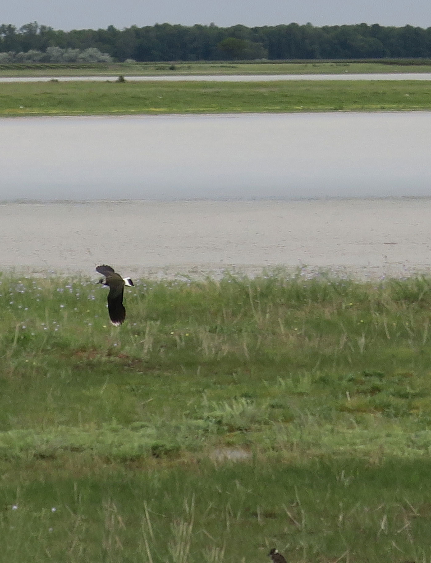 02_kiebitz_northern-lapwing_lange-lacke_2019-05-22_0598