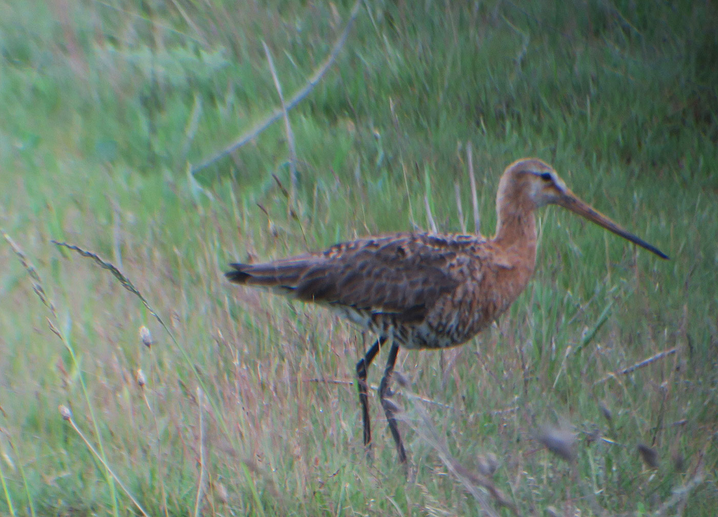 03_uferschnepfe_black-tailed-godwit_lange-lacke_2019-05-22_0605