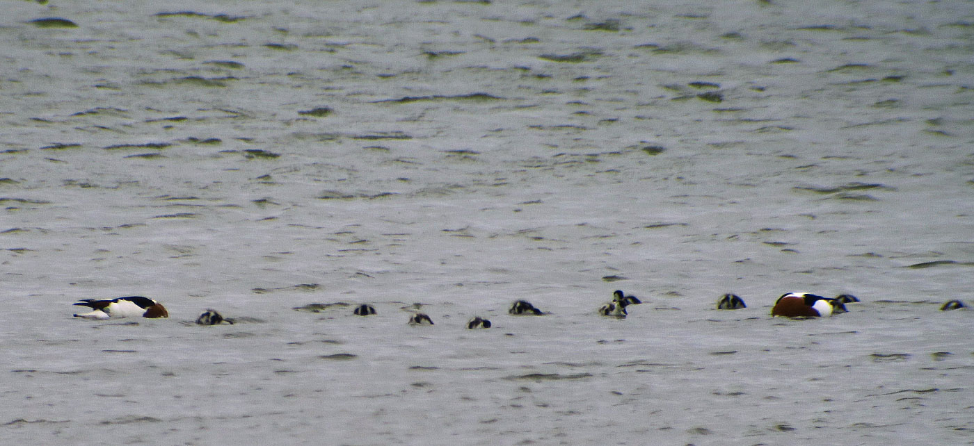 07_brandgans_common-shelduck_woerthen-lacke_2019-05-22_0618