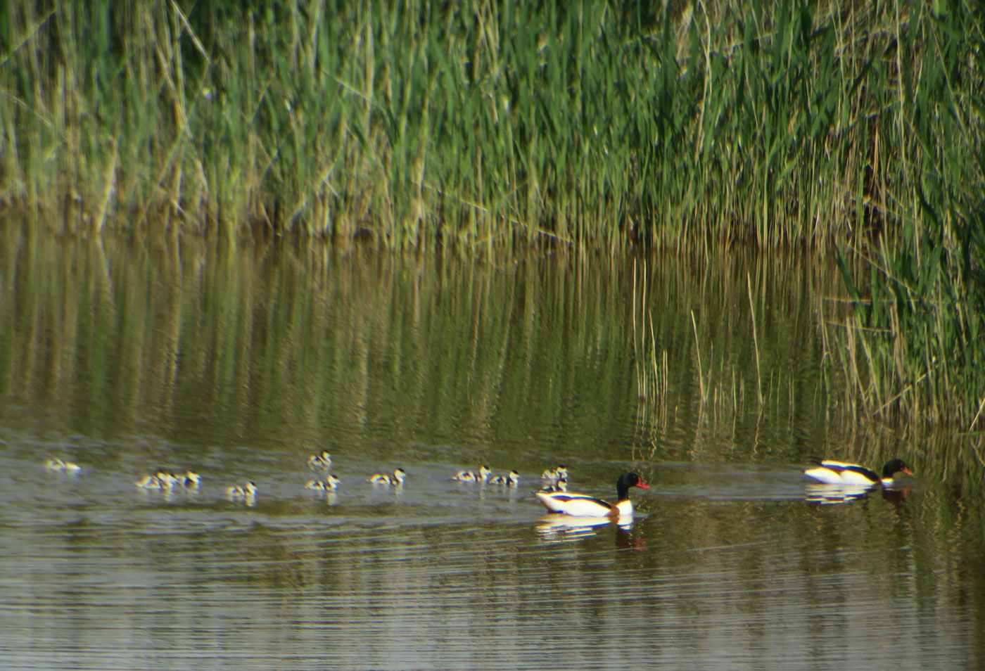 08_brandgaense_common-shelduck_hoelle_illmitz_2019-05-25_1232