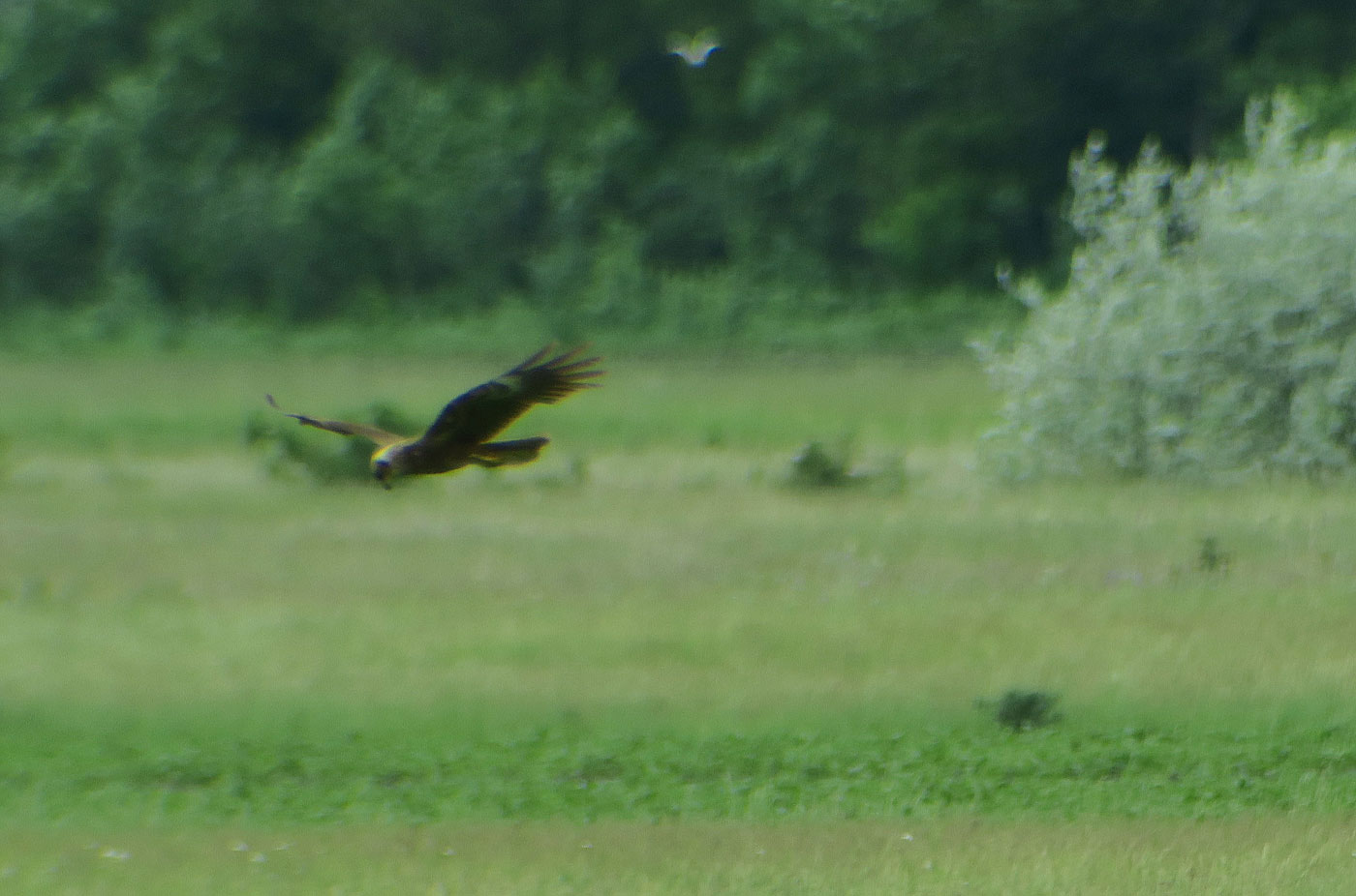 10_rohrweihe_western-marsh-harrier_woerthen-lacke_2019-05-22_0636